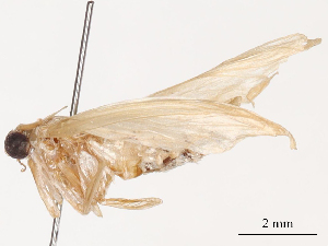  ( - CBG-B02556-A02)  @11 [ ] CreativeCommons - Attribution Share - Alike (2025) CBG Photography Group Centre for Biodiversity Genomics