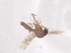  ( - CBG-B02575-G08)  @11 [ ] CreativeCommons - Attribution Share - Alike (2025) Centre for Biodiversity Genomics Centre for Biodiversity Genomics