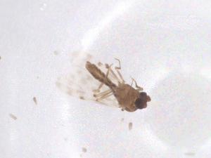  ( - CBG-B02576-G06)  @11 [ ] CreativeCommons - Attribution Share - Alike (2025) Centre for Biodiversity Genomics Centre for Biodiversity Genomics