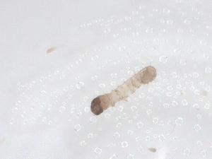  ( - CBG-B02577-C04)  @11 [ ] CreativeCommons - Attribution Share - Alike (2025) Centre for Biodiversity Genomics Centre for Biodiversity Genomics