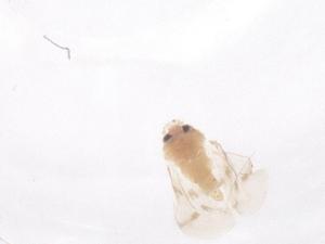  (Paraleyrodes pseudonaranjae - CBG-B02578-G12)  @11 [ ] CreativeCommons - Attribution Share - Alike (2025) Centre for Biodiversity Genomics Centre for Biodiversity Genomics