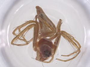  ( - CBG-B02787-F02)  @11 [ ] CreativeCommons - Attribution Share - Alike (2025) Centre for Biodiversity Genomics Centre for Biodiversity Genomics