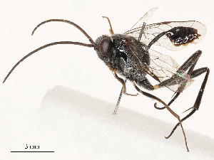  ( - CBG-B03173-F10)  @11 [ ] CreativeCommons - Attribution Share - Alike (2025) CBG Photography Group Centre for Biodiversity Genomics