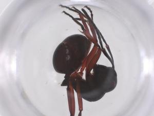  ( - CBG-B04459-B03)  @11 [ ] CreativeCommons - Attribution Share - Alike (2025) Centre for Biodiversity Genomics Centre for Biodiversity Genomics