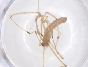  (Tetragnatha hasselti - CBG-B04691-A06)  @11 [ ] CreativeCommons - Attribution Share - Alike (2025) Centre for Biodiversity Genomics Centre for Biodiversity Genomics