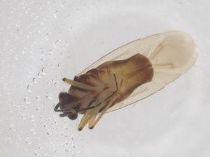  ( - CBG-B05195-D10)  @11 [ ] CreativeCommons - Attribution Share - Alike (2025) Centre for Biodiversity Genomics Centre for Biodiversity Genomics