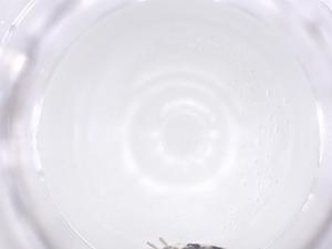  ( - CBG-B20069-B12)  @11 [ ] CreativeCommons - Attribution Share - Alike (2025) Centre for Biodiversity Genomics Centre for Biodiversity Genomics