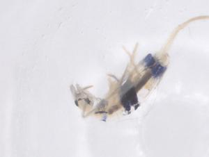  ( - CBG-B20069-C02)  @11 [ ] CreativeCommons - Attribution Share - Alike (2025) Centre for Biodiversity Genomics Centre for Biodiversity Genomics