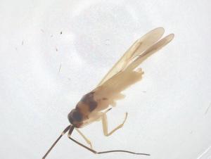  ( - CBG-B23656-C12)  @11 [ ] CreativeCommons - Attribution Share - Alike (2025) Centre for Biodiversity Genomics Centre for Biodiversity Genomics