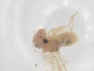  ( - CBG-B23656-D06)  @11 [ ] CreativeCommons - Attribution Share - Alike (2025) Centre for Biodiversity Genomics Centre for Biodiversity Genomics