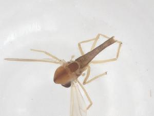  ( - CBG-B23658-B03)  @11 [ ] CreativeCommons - Attribution Share - Alike (2025) Centre for Biodiversity Genomics Centre for Biodiversity Genomics