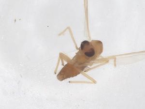  ( - CBG-B23658-C10)  @11 [ ] CreativeCommons - Attribution Share - Alike (2025) Centre for Biodiversity Genomics Centre for Biodiversity Genomics