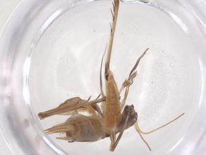  ( - CBG-B23701-G02)  @11 [ ] CreativeCommons - Attribution Share - Alike (2025) Centre for Biodiversity Genomics Centre for Biodiversity Genomics