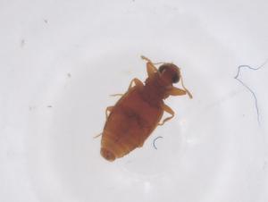  (Melanophthalma angulicollis - CBG-B23724-C03)  @11 [ ] CreativeCommons - Attribution Share - Alike (2025) Centre for Biodiversity Genomics Centre for Biodiversity Genomics