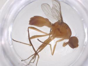  (Sepsis indica - CBG-B23724-C12)  @11 [ ] CreativeCommons - Attribution Share - Alike (2025) Centre for Biodiversity Genomics Centre for Biodiversity Genomics