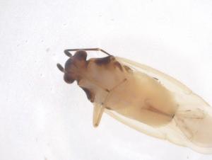  ( - CBG-B23724-F01)  @11 [ ] CreativeCommons - Attribution Share - Alike (2025) Centre for Biodiversity Genomics Centre for Biodiversity Genomics