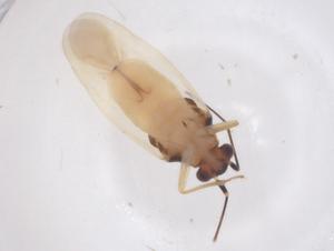  ( - CBG-B23724-F03)  @11 [ ] CreativeCommons - Attribution Share - Alike (2025) Centre for Biodiversity Genomics Centre for Biodiversity Genomics