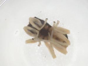  (Phintella accentifera - CBG-B23725-A01)  @11 [ ] CreativeCommons - Attribution Share - Alike (2025) Centre for Biodiversity Genomics Centre for Biodiversity Genomics