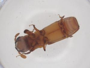  ( - CBG-B23725-E05)  @11 [ ] CreativeCommons - Attribution Share - Alike (2025) Centre for Biodiversity Genomics Centre for Biodiversity Genomics