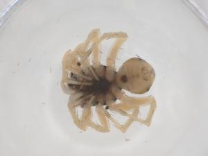  ( - CBG-B23725-E06)  @11 [ ] CreativeCommons - Attribution Share - Alike (2025) Centre for Biodiversity Genomics Centre for Biodiversity Genomics