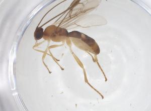  (Aleiodes polititergus - CBG-B23725-E12)  @11 [ ] CreativeCommons - Attribution Share - Alike (2025) Centre for Biodiversity Genomics Centre for Biodiversity Genomics