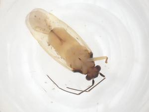  ( - CBG-B23725-H04)  @11 [ ] CreativeCommons - Attribution Share - Alike (2025) Centre for Biodiversity Genomics Centre for Biodiversity Genomics