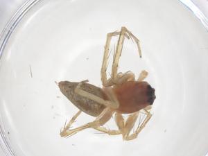  ( - CBG-B23725-H05)  @11 [ ] CreativeCommons - Attribution Share - Alike (2025) Centre for Biodiversity Genomics Centre for Biodiversity Genomics