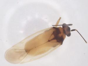  ( - CBG-B23726-B06)  @11 [ ] CreativeCommons - Attribution Share - Alike (2025) Centre for Biodiversity Genomics Centre for Biodiversity Genomics