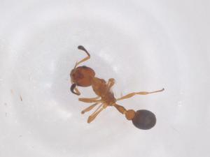  ( - CBG-B23726-B08)  @11 [ ] CreativeCommons - Attribution Share - Alike (2025) Centre for Biodiversity Genomics Centre for Biodiversity Genomics