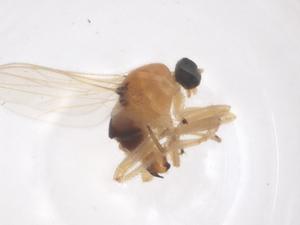  ( - CBG-B23726-H08)  @11 [ ] CreativeCommons - Attribution Share - Alike (2025) Centre for Biodiversity Genomics Centre for Biodiversity Genomics