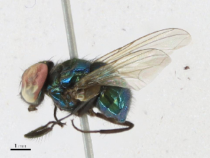  ( - CBG-A17559-A12)  @11 [ ] CreativeCommons - Attribution Share - Alike (2023) CBG Photography Group Centre for Biodiversity Genomics