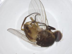  ( - CBG-A19262-G06)  @11 [ ] CreativeCommons - Attribution Share - Alike (2023) Centre for Biodiversity Genomics Centre for Biodiversity Genomics