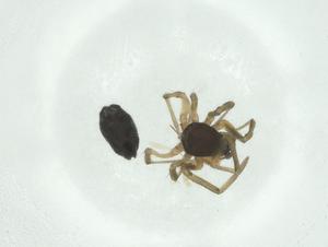  ( - CBG-A26455-F11)  @11 [ ] CreativeCommons - Attribution Share - Alike (2024) Centre for Biodiversity Genomics Centre for Biodiversity Genomics