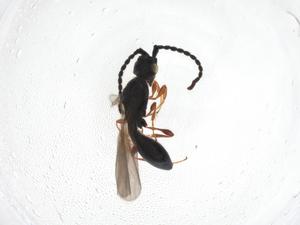  (Coptera sp. USNM ENT 1645849.1 - CBG-A09779-G12)  @11 [ ] CreativeCommons - Attribution Share - Alike (2023) Centre for Biodiversity Genomics Centre for Biodiversity Genomics