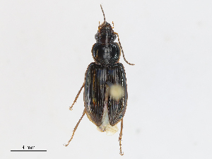  (Loxoncus microgonus - CBG-A10791-C02)  @11 [ ] CreativeCommons - Attribution Share - Alike (2023) CBG Photography Group Centre for Biodiversity Genomics