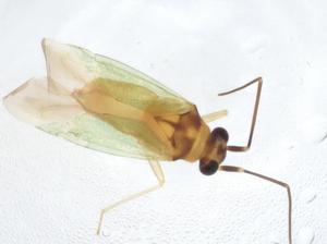  ( - CBG-A09795-C12)  @11 [ ] CreativeCommons - Attribution Share - Alike (2023) Centre for Biodiversity Genomics Centre for Biodiversity Genomics