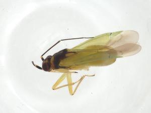  ( - CBG-A11602-C03)  @11 [ ] CreativeCommons - Attribution Share - Alike (2023) Centre for Biodiversity Genomics Centre for Biodiversity Genomics