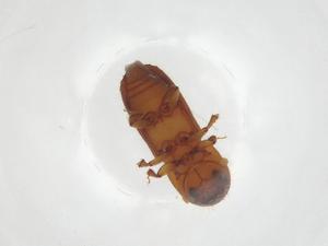  ( - CBG-A17730-C09)  @11 [ ] CreativeCommons - Attribution Share - Alike (2023) Centre for Biodiversity Genomics Centre for Biodiversity Genomics