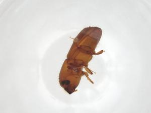  ( - CBG-A17730-E11)  @11 [ ] CreativeCommons - Attribution Share - Alike (2023) Centre for Biodiversity Genomics Centre for Biodiversity Genomics