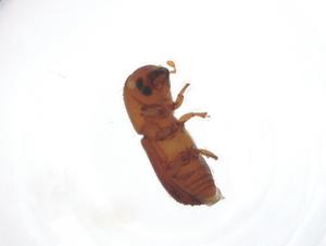  ( - CBG-A17732-H01)  @11 [ ] CreativeCommons - Attribution Share - Alike (2023) Centre for Biodiversity Genomics Centre for Biodiversity Genomics