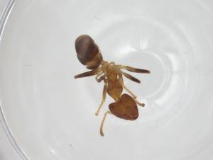  (Philidris sp - CBG-A17983-H10)  @11 [ ] CreativeCommons - Attribution Share - Alike (2023) Centre for Biodiversity Genomics Centre for Biodiversity Genomics