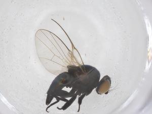  ( - CBG-B00130-C11)  @11 [ ] CreativeCommons - Attribution Share - Alike (2025) Centre for Biodiversity Genomics Centre for Biodiversity Genomics