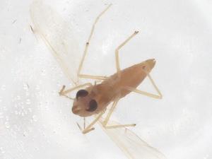  ( - CBG-B00130-F02)  @11 [ ] CreativeCommons - Attribution Share - Alike (2025) Centre for Biodiversity Genomics Centre for Biodiversity Genomics