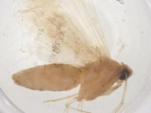  ( - CBG-B00157-A01)  @11 [ ] CreativeCommons - Attribution Share - Alike (2025) Centre for Biodiversity Genomics Centre for Biodiversity Genomics