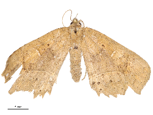  ( - CBG-B00175-B05)  @11 [ ] CreativeCommons - Attribution Share - Alike (2025) CBG Photography Group Centre for Biodiversity Genomics