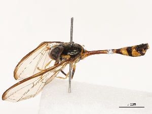  ( - CBG-B00175-D11)  @11 [ ] CreativeCommons - Attribution Share - Alike (2025) CBG Photography Group Centre for Biodiversity Genomics