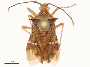  (Cletomorpha benita - CBG-B00175-F10)  @11 [ ] CreativeCommons - Attribution Share - Alike (2025) CBG Photography Group Centre for Biodiversity Genomics