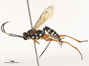  (Gotra - CBG-B00175-G08)  @11 [ ] CreativeCommons - Attribution Share - Alike (2025) CBG Photography Group Centre for Biodiversity Genomics