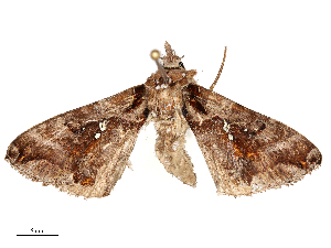  ( - CBG-B00177-A06)  @11 [ ] CreativeCommons - Attribution Share - Alike (2025) CBG Photography Group Centre for Biodiversity Genomics