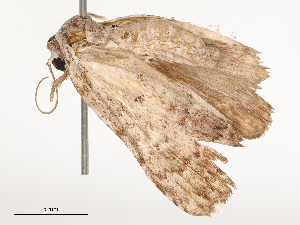  ( - CBG-B00177-B01)  @11 [ ] CreativeCommons - Attribution Share - Alike (2025) CBG Photography Group Centre for Biodiversity Genomics